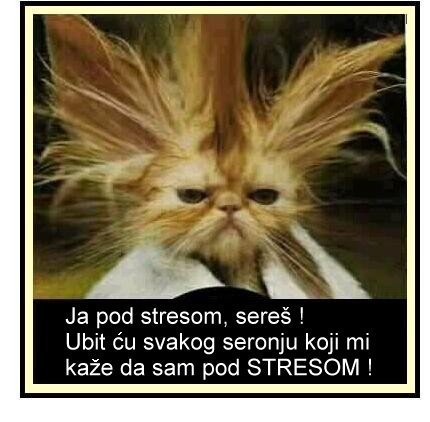 stres mačak.jpg, 36 KB